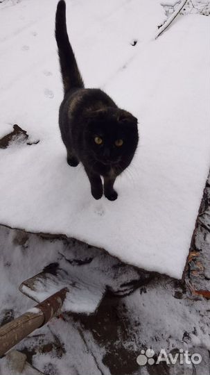 Смешенноя порода, британская, мома их британка