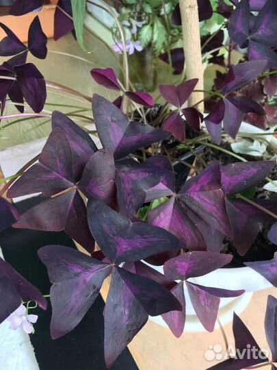 Традесканция,зебрина,сеткреазия,кислица-оксалис