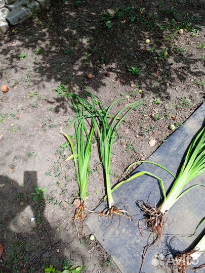 Лилейники сортовые