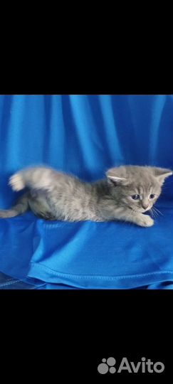 Котики бесплатно в добрые руки