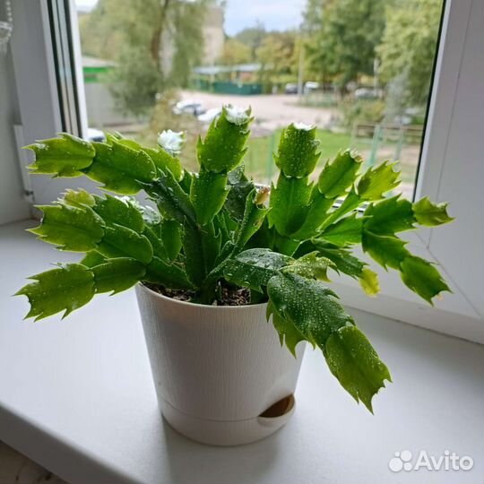 Декабрист (шлюмбергера)