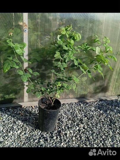 Плетистая роза