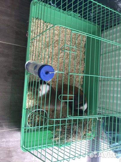 Морские свинки