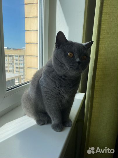 Британская кошка в дар