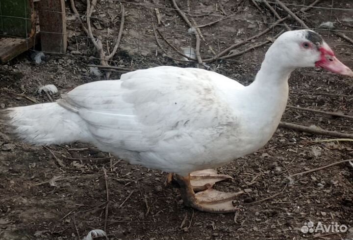 Молодые племенные селекционные индоутки от #Орвия