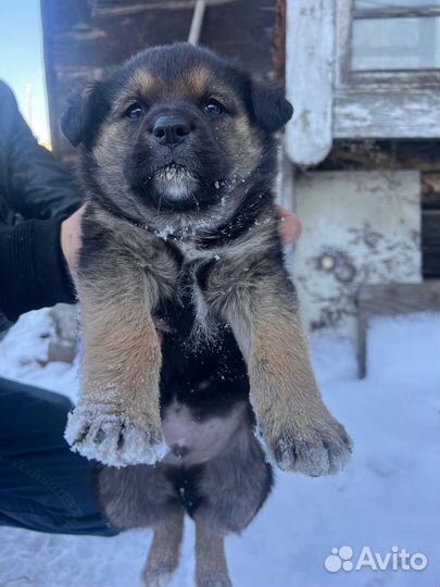 В добрые руки