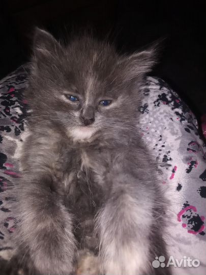 Отдам котят в добрые руки