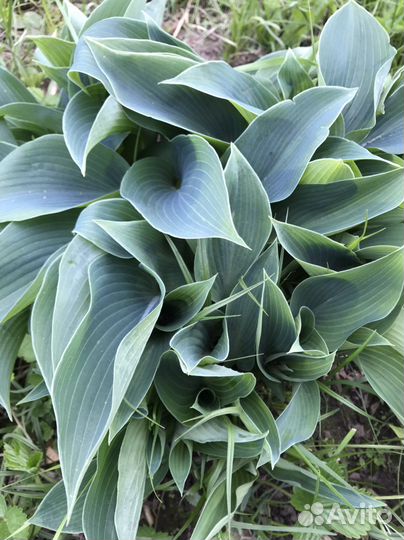 Многолетние растения