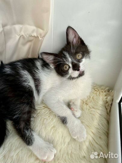 Котенок в добрые руки