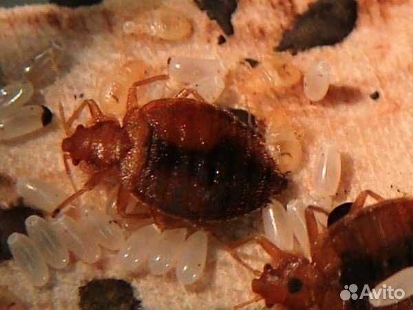 Супер мощное средство от насекомых