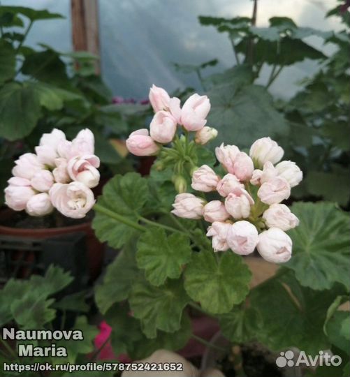 Пеларгония Hanna Andrea