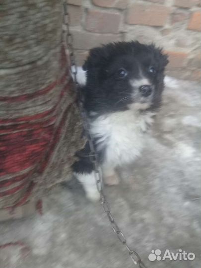 Собака в добрые руки щенок