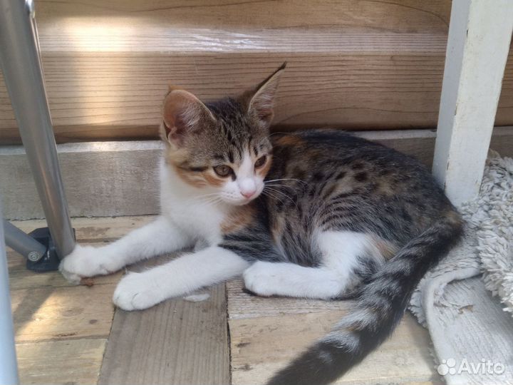 Мейн-кун котёнок