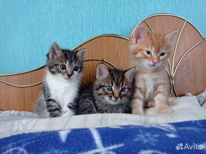 Кошки в добрые руки