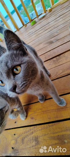 Котята в добрые руки бесплатно