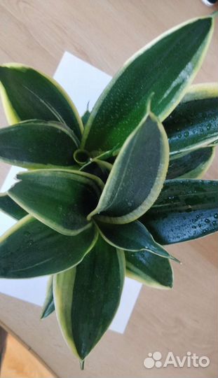 Сансевиерии сортовые 1. Ханни