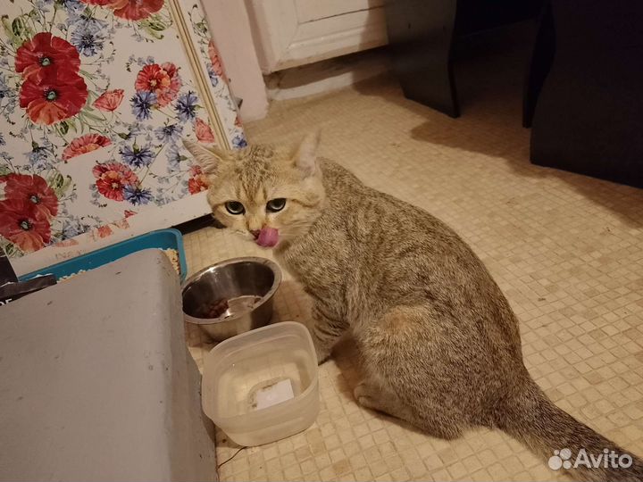 Потерялся кот в Нахичевани