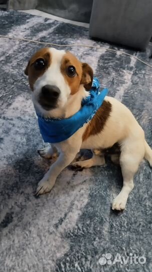 Вязка джек рассел терьер