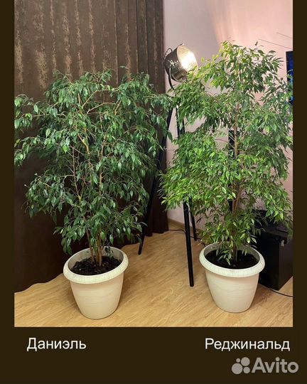 Фикус Бенджамина 