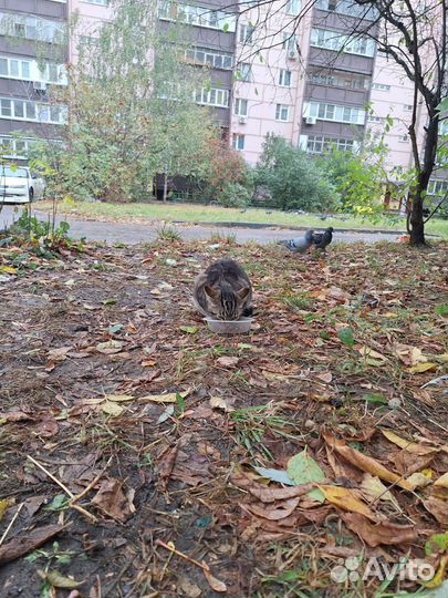 Курильский бобтейл