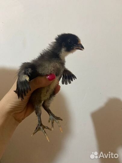 Цыплята мясо-яичных пород