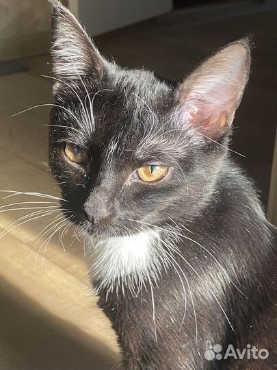 Котик в добрые руки (9 месяцев)