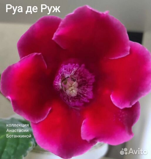 Глоксинии и тидеи