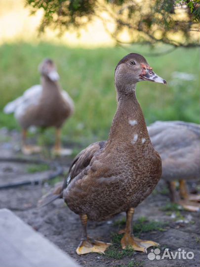 Селезни индоутки