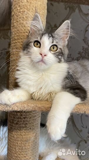 Милейшие детки мейн-куны