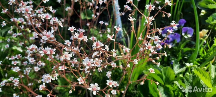 Пельтифиллум