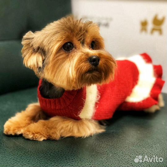 Стрижка домашних животных, ателье-магазин