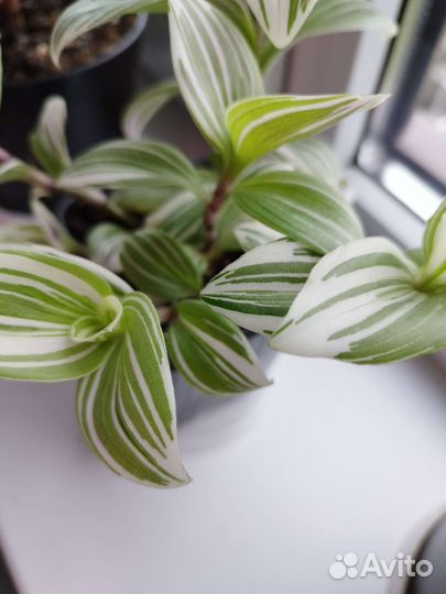 Традесканция