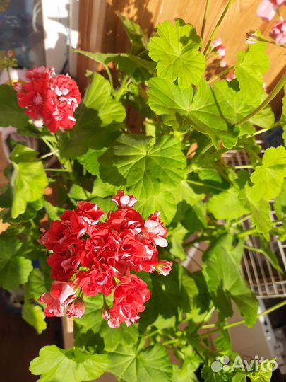 Пеларгония герань срез
