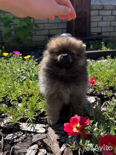 Немецкий шпиц
