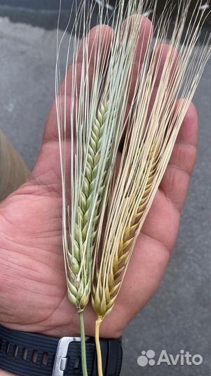 Ячмень семена