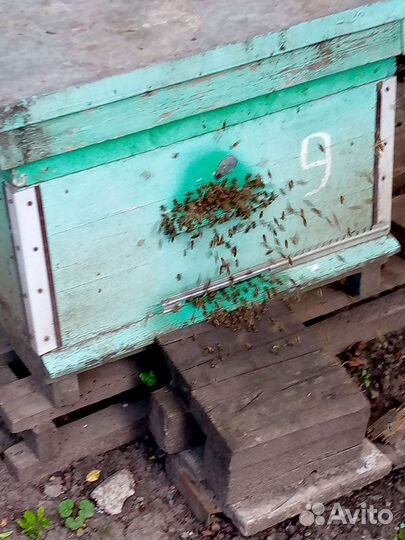 Продам пчелосемьи