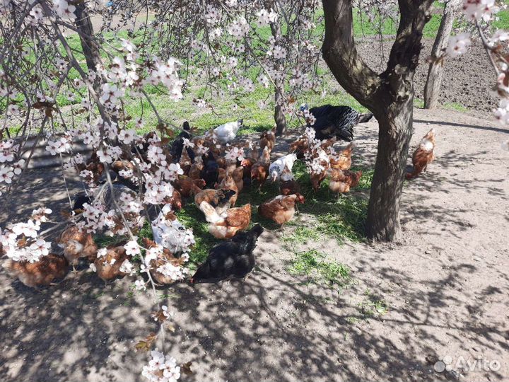 Домашние куриные яйца