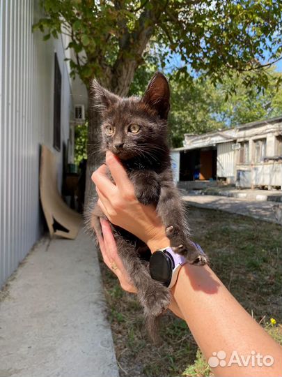 Кошки в добрые руки бесплатно