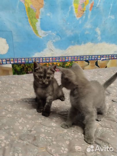 Котята