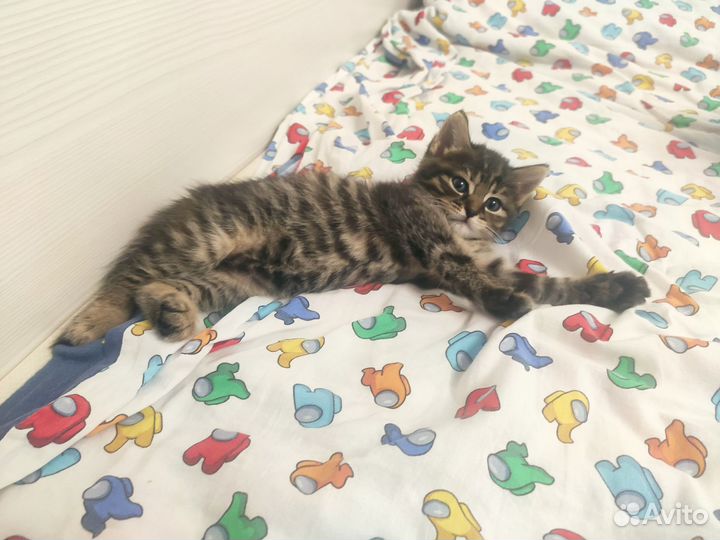 Котята шотландцы