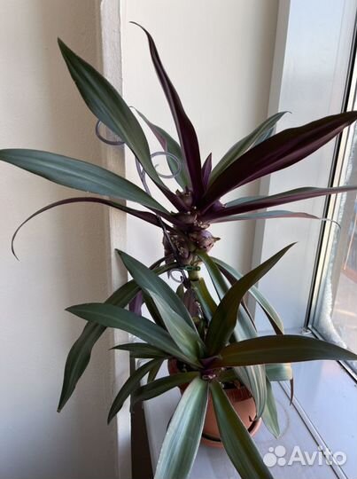 Комнатные цветы