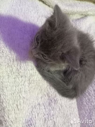 Котята в добрые руки бесплатно