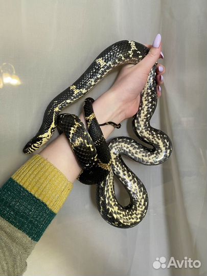 Амурский полоз, змея