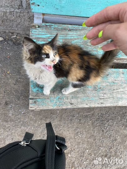 Кошечка в добрые руки