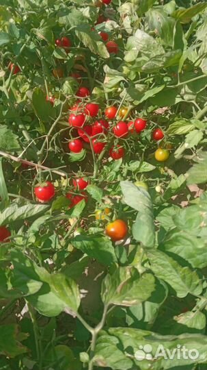 Помидоры и тыква оптом