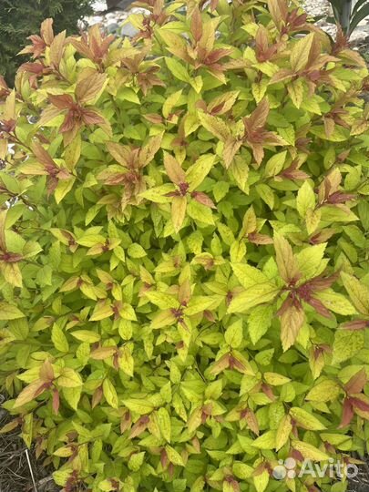 Спирея лапчатка пузыреплодник в р9