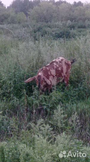 Козы дойные, нубийские, чехо-альпийские