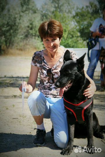 Дайте ума своей собаке Дрессировка, корректировка