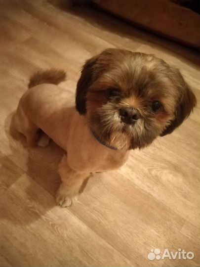 Стрижка собак