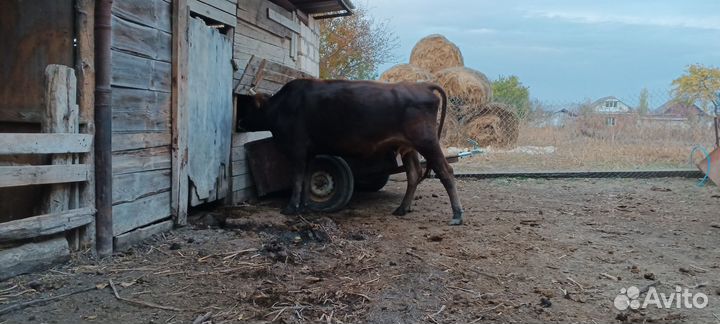 Корова телята и бычки